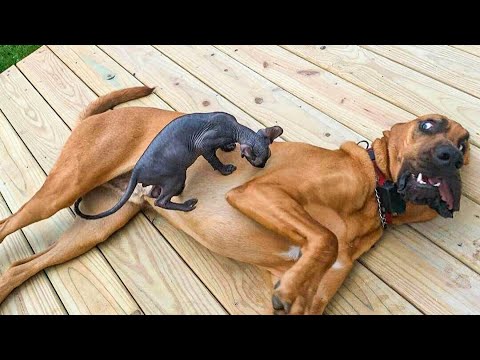 Funniest Animals Ever ? - Awesome Funny Animals' Life Videos - Funniest Pets ?