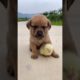 #Shorts Cute & Funny Baby Dog Videos Compilation | Ma Cutest Pets