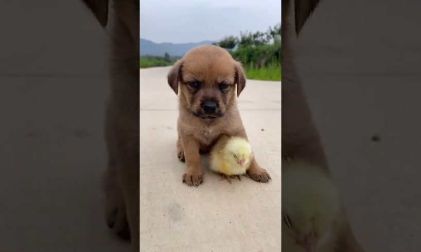 #Shorts Cute & Funny Baby Dog Videos Compilation | Ma Cutest Pets