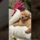 ♥Cute Puppies Doing Funny Things 2021♥ Cutest Dogs #Shorts #funnydogs #CutestPuppies #CutestAnimals