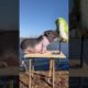 ♥Cute Puppies Doing Funny Things 2021♥ Cutest Dogs #Shorts #funnydogs #CutestPuppies #CutestAnimals