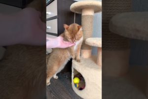 #shorts snake vs cat funny video cat near death meow vs yoongi reaction mashup cat vs woman meme vid