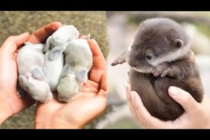 AWW SO CUTE! Cutest baby animals Videos Compilation Cute moment of the Animals - Cutest Animals #2
