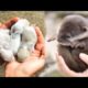 AWW SO CUTE! Cutest baby animals Videos Compilation Cute moment of the Animals - Cutest Animals #2