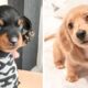 OMG CUTE BABY ANIMALS Videos Compilation CUTEST moment of the animals ? Cute Puppies #15