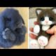 AWW SO CUTE! Cutest baby animals Videos Compilation Cute moment of the Animals - Cutest Animals #8