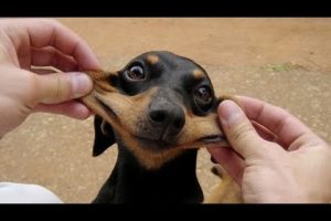 Funniest Animals Ever ? - Awesome Funny Animals' Life Videos - Funniest Pets ?