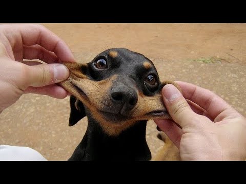 Funniest Animals Ever ? - Awesome Funny Animals' Life Videos - Funniest Pets ?