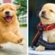 OMG CUTE BABY ANIMALS Videos Compilation CUTEST moment of the animals ? Cute Puppies #16