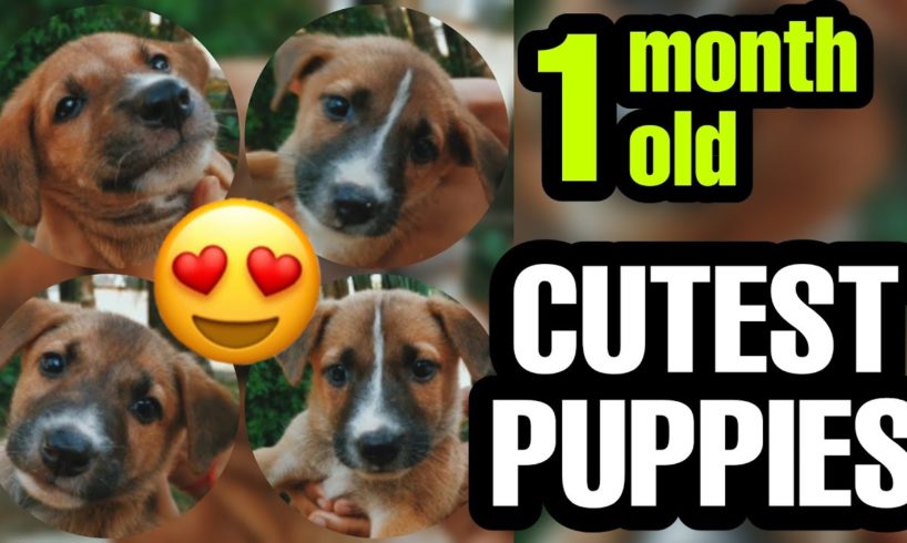 Cutest Puppies ?❤️ #shorts