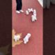 ? Smart Dog Video 2021 #short  cutest puppies city,cutest puppies in the world  #   783