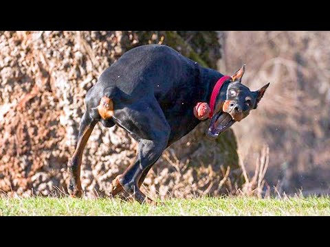 Funniest Animals Ever 🐧 - Awesome Funny Animals' Life Videos - Funniest Pets 😇