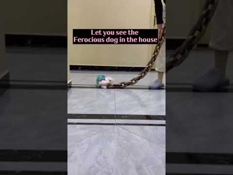 ? Smart Dog Video 2021 #short cutest puppies city,cutest puppies in the world # 755