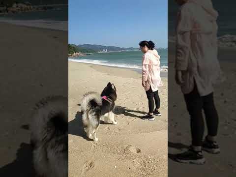 ? Smart Dog Video 2021 #short cutest puppies city,cutest puppies in the world # 772