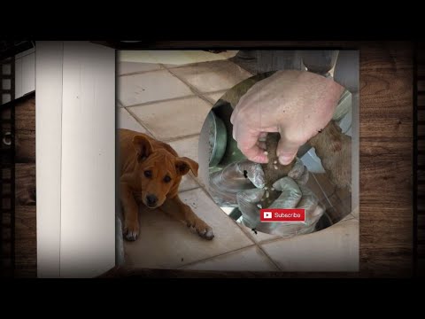 How to clean stray dog from  a lot of mangoworms attacked! Animal rescue video #288