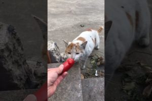 Daily Compilation  For Rescue Homeless Dogs and Cats, By Animals Hobbi 47