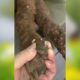 Help Rescued Dog From The Worm