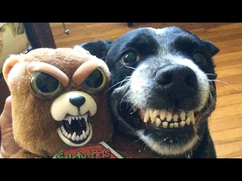 Funniest Animals Ever 🐧 - Awesome Funny Animals' Life Videos - Funniest Pets 😇