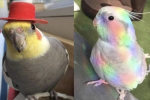 Funny Parrots Videos Compilation cute moment of the animals - Cutest Parrots #4 - Compilation 2020