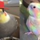 Funny Parrots Videos Compilation cute moment of the animals - Cutest Parrots #4 - Compilation 2020