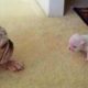 AWW CUTE BABY ANIMALS - Funny and cute moments of animal loving family - OMG Animls Soo Cute #25