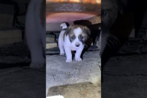 Daily Compilation  For Rescue Homeless Dogs and Cats, By Animals Hobbi 204