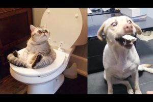 Try Not To Laugh or Grin While Watching Funny Animals Compilation 2019