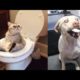 Try Not To Laugh or Grin While Watching Funny Animals Compilation 2019