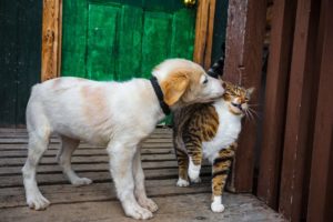 ❤So Cutest Puppies 🦮 Best Funny and Lovely Dog and Cat Videos 2021 🐈