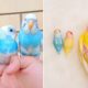 Funny Parrots Videos Compilation cute moment of the animals - Cutest Parrots #16 - Compilation 2020