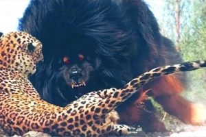 20 Dogs That Are Nightmares To Wild Animals