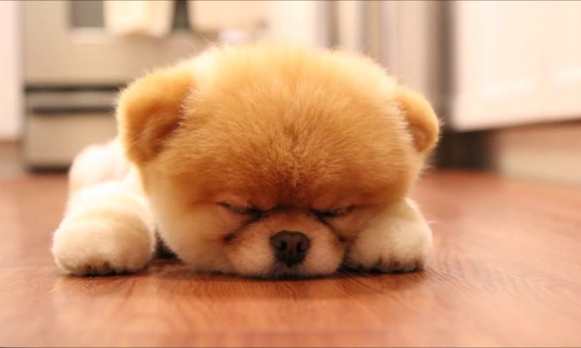 30 MOST CUTEST PUPPIES IN THE WORLD