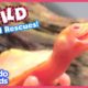 45 Minutes Of Heroes Saving Wild Animals | Dodo Kids