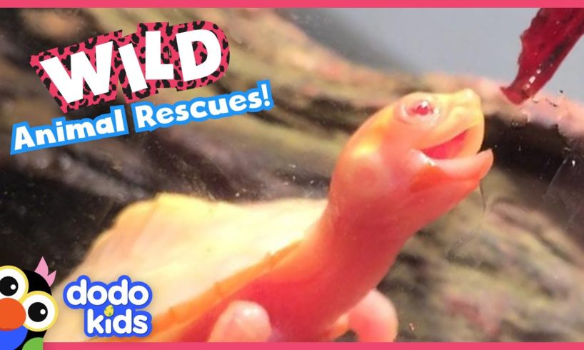 45 Minutes Of Heroes Saving Wild Animals | Dodo Kids