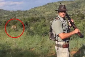 6 Lion Encounters That Will Give You Chills