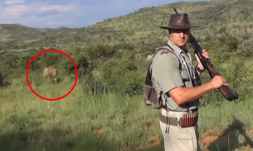 6 Lion Encounters That Will Give You Chills