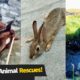 8 Awesome Animal Rescues!