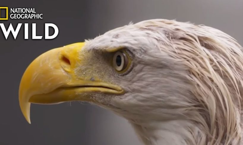 A Bald Eagle's Road to Recovery | Alaska Animal Rescue