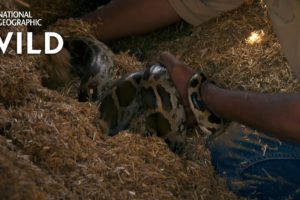 A Snake in a Hay Stack | Jungle Animal Rescue