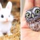 AWW Animals SOO Cute! Cute baby animals Videos Compilation OMG CUTEST moment of the animals. #5
