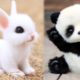 AWW Animals SOO Cute! Cute baby animals Videos Compilation cute moment of the animals #7