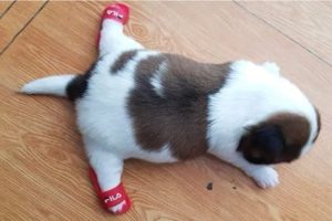 AWW CUTE BABY ANIMALS Videos Compilation cutest moment of the animals 2020 - Soo Cute! #37