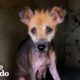 Abandoned Naked Dog Is So Fluffy Now | The Dodo