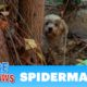 Abandoned dog surrounded by spiders and rescuers 🕷️🕷️🕷️🕷️🕷️