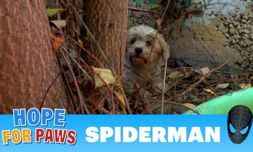 Abandoned dog surrounded by spiders and rescuers 🕷️🕷️🕷️🕷️🕷️