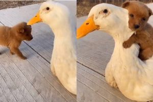 Adorable Puppy And Friendly Duck Have The Cutest Friendship