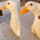 Adorable Puppy And Friendly Duck Have The Cutest Friendship