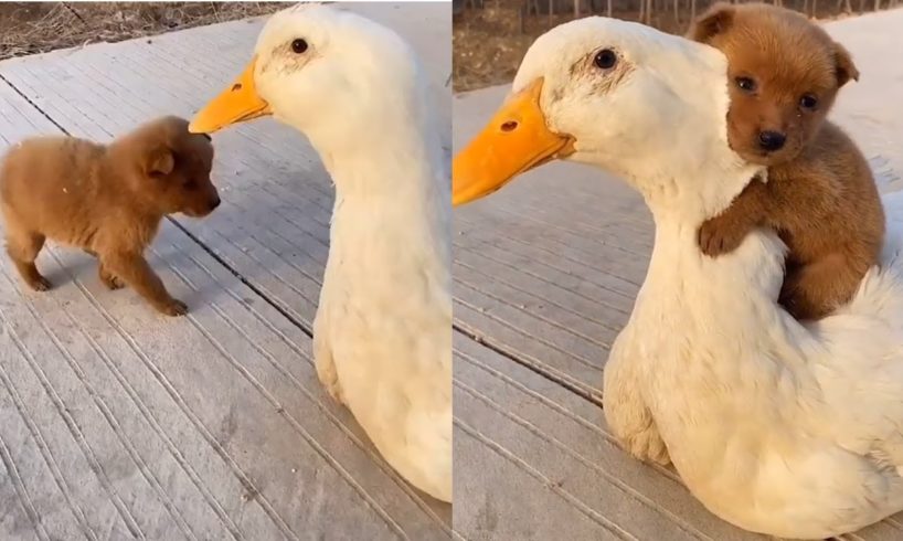 Adorable Puppy And Friendly Duck Have The Cutest Friendship
