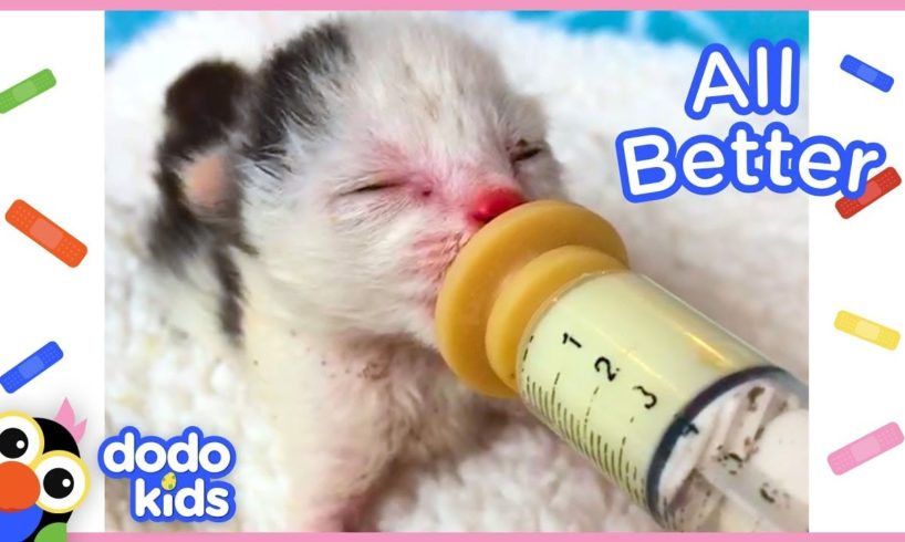 All Better Starlight — Help Starlight The Kitten Get Well Again! | Dodo Kids: All Better