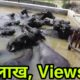 All Murrah Animals in Swimming Pool ?‍♀️ at Sansaniwal Dary Farm. Contact & WhatsApp-8569881213